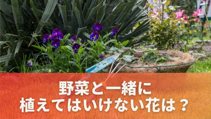 野菜と一緒に植えてはいけない花は？