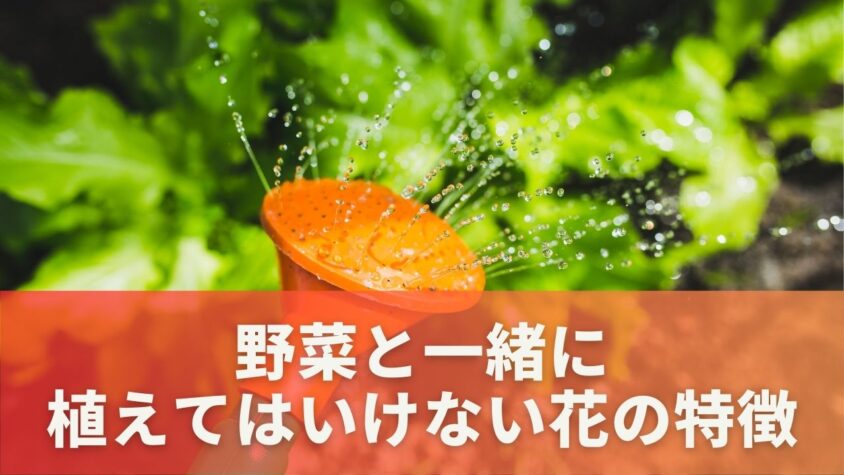 野菜と一緒に植えてはいけない花の特徴