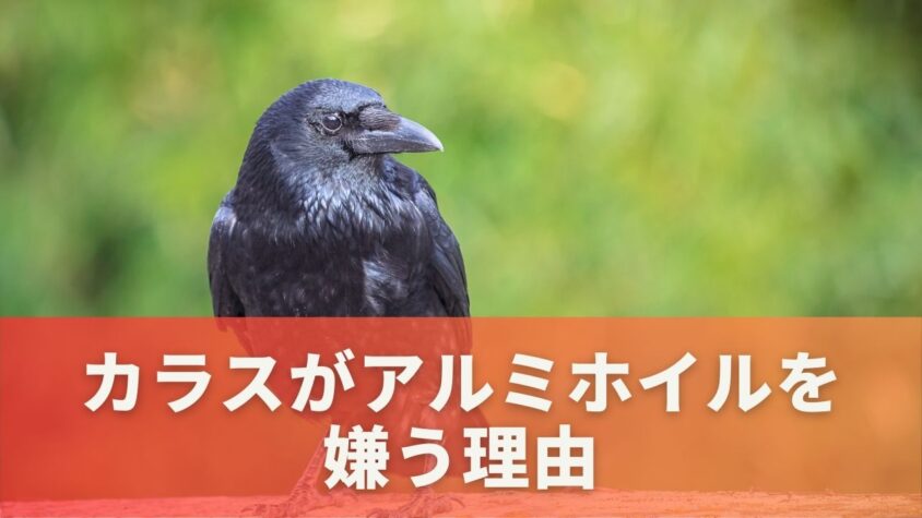 カラスがアルミホイルを嫌う理由