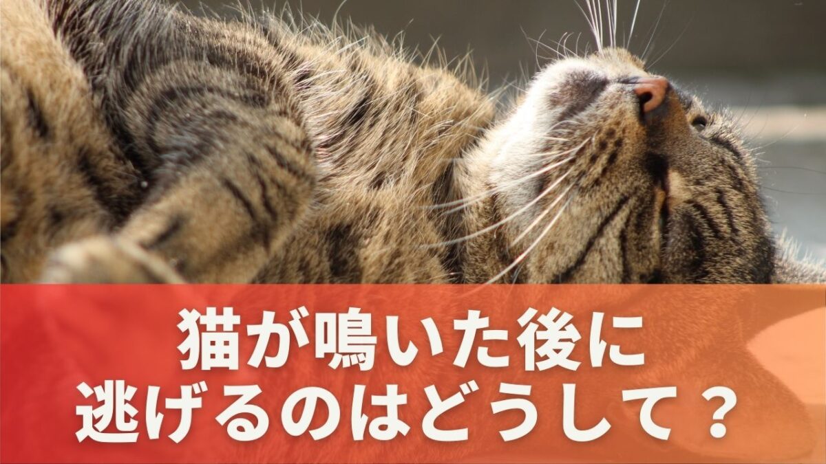 猫が鳴いた後に逃げるのはどうして？