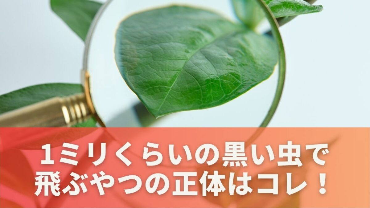 1ミリくらいの黒い虫で飛ぶやつの正体はコレ！