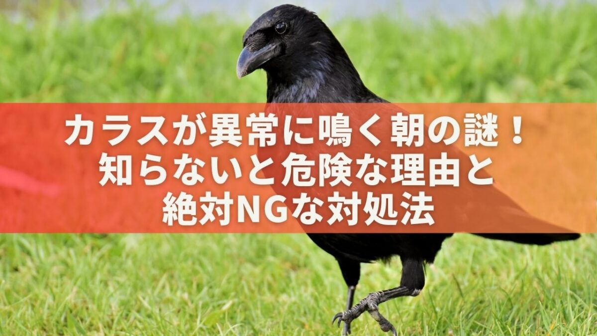 カラスが異常に鳴く朝の謎！知らないと危険な理由と絶対NGな対処法