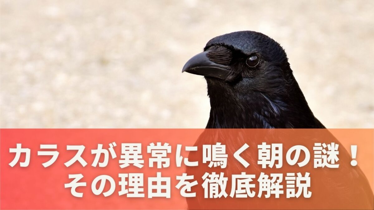 カラスが異常に鳴く朝の謎！その理由を徹底解説