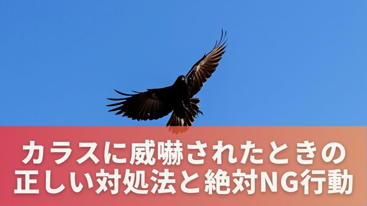 カラスに威嚇されたときの正しい対処法と絶対NG行動