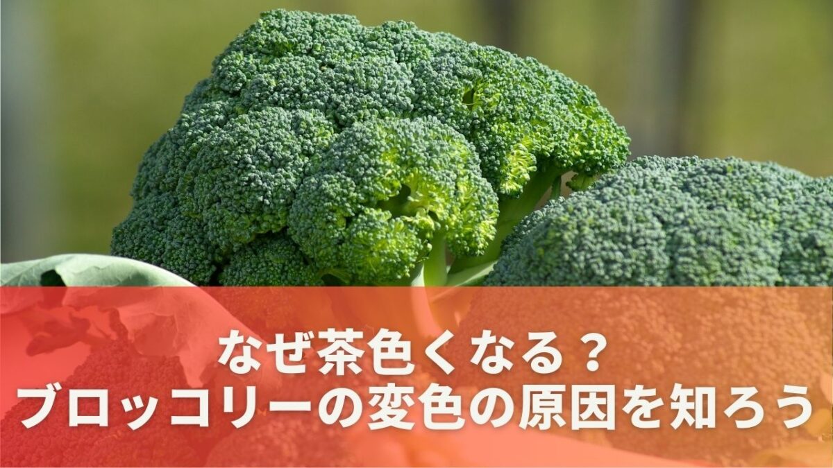 なぜ茶色くなる？ブロッコリーの変色の原因を知ろう