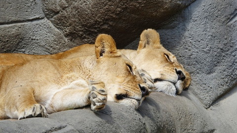 1人で動物園はおかしい？楽しみ方やメリットデメリットは？